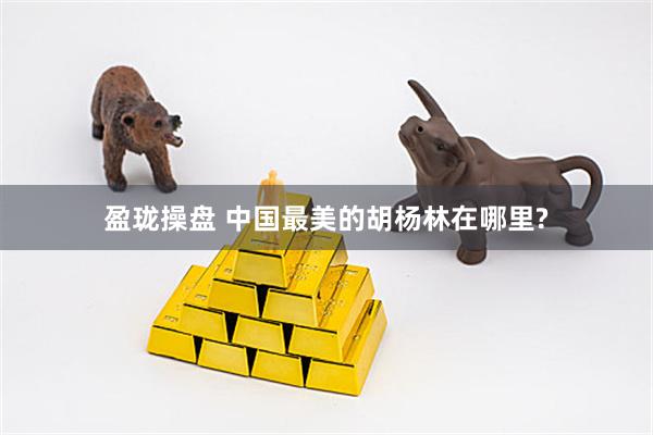 盈珑操盘 中国最美的胡杨林在哪里?